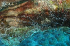 IMG_2539-.Medium