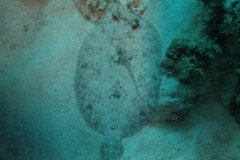 IMG_2542-.Medium