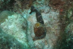 IMG_2543-.Medium