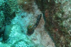 IMG_2544-.Medium