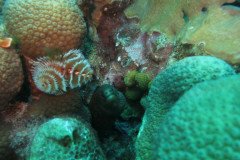 IMG_2547-.Medium