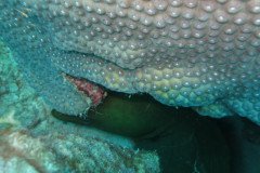 IMG_2550-.Medium