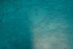 IMG_2562-.Medium