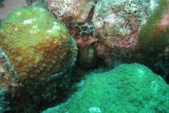 IMG_2563-.Medium