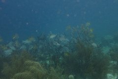 IMG_2568-.Medium
