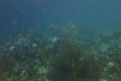 IMG_2569-.Medium