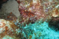 IMG_2575-.Medium