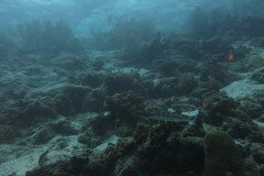 IMG_2577-.Medium