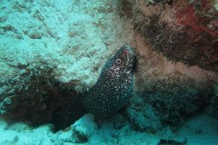 IMG_2580-.Medium