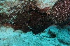 IMG_2582-.Medium