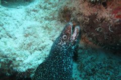 IMG_2583-.Medium