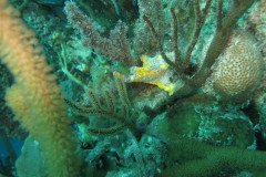 IMG_2584-.Medium