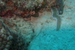 IMG_2589-.Medium