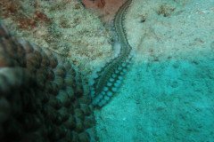 IMG_2591-.Medium