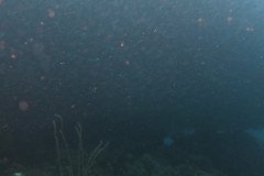 IMG_2597-.Medium