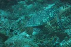 IMG_2598-.Medium