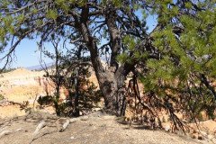 DSC00526-Medium