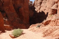 DSC03229-Medium