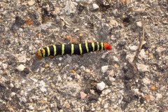 IMG_0472-.Medium