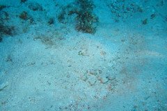 IMG_0491-.Medium