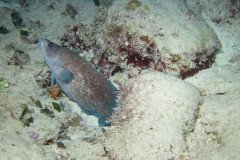 IMG_0497-.Medium