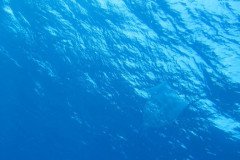 IMG_0508-.Medium
