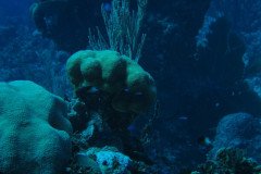 IMG_0514-.Medium