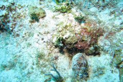 IMG_0519-.Medium