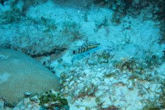 IMG_0521-.Medium
