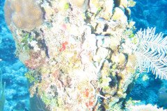 IMG_0522-.Medium
