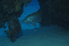 IMG_0528-.Medium