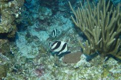 IMG_0529-.Medium