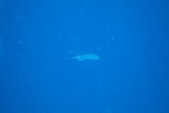 IMG_0533-.Medium