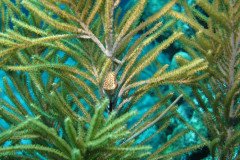 IMG_0540-.Medium