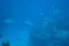 IMG_0542-.Medium