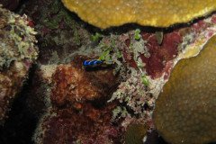 IMG_0544-.Medium