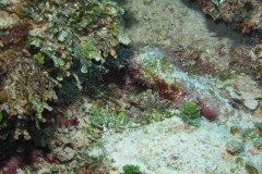 IMG_0546-.Medium