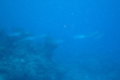 IMG_0548-.Medium