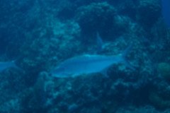 IMG_0550-.Medium