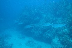 IMG_0552-.Medium