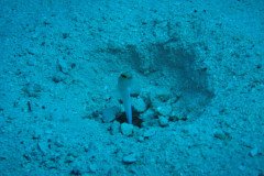 IMG_0556-.Medium