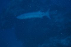 IMG_0557-.Medium