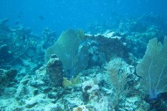 IMG_0558-.Medium