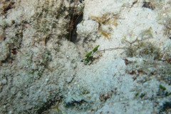 IMG_0560-.Medium
