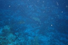 IMG_0570-.Medium