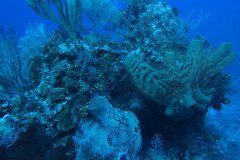 IMG_0577-.Medium