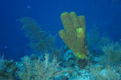 IMG_0579-.Medium
