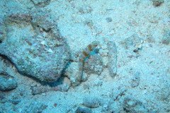 IMG_0631-.Medium