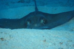 IMG_0638-.Medium
