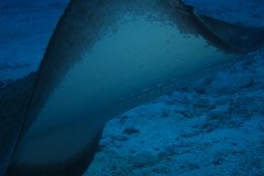 IMG_0639-.Medium
